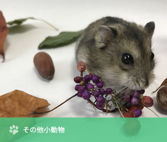 その他小動物